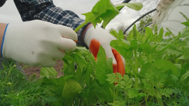 Individual in gloves harvesting fresh spinach leaves from a garden bed, showcasing the process of gathering leafy greens in a natural outdoor setting