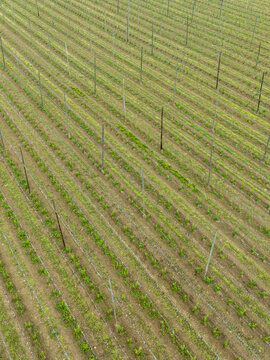 Aerial view of rows of young hop plants growing in a field with tall wooden poles and wire trellises Aiglsbach, Bavaria, Germany.