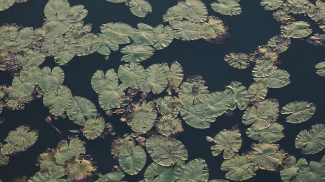 Green water lily pads float calmly on the dark surface of a still pond or river, showcasing natural patterns and organic textures from a high angle.