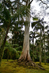 Fototapeta premium Eucalyptus Grandis in Azores