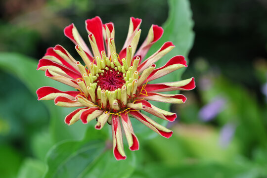 Close-up of a stunning red and yellow zinnia flower blooming in a garden. Vibrant horizontal floral background with soft blurred green leaves