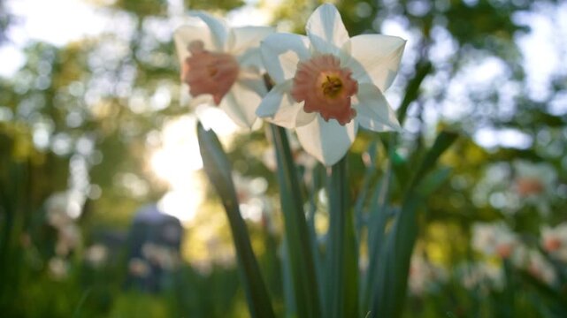 Low grass view rising from tiny daisies to daffodil flower in spring park