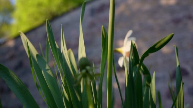 Low angle tilt up to sunlit daffodil flower at golden hour