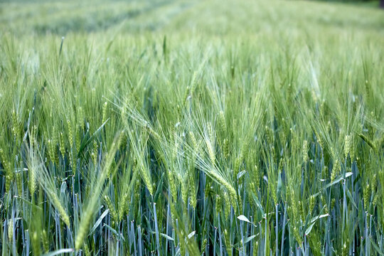 Barley Hordeum vulgare field showing young, green cereal spikes with long, characteristic awns. Annual grass stems stand erect in dense rural landscape, showcasing detailed botanical grain growth.