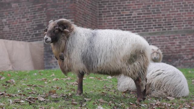 A large ram with curled horns stands proudly on a grassy lawn with fallen leaves, featuring thick woolly fleece and a traditional bell around its neck near a brick wall.