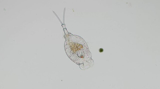 Eosphora najas rotifer at 10x under brightfield microscopy