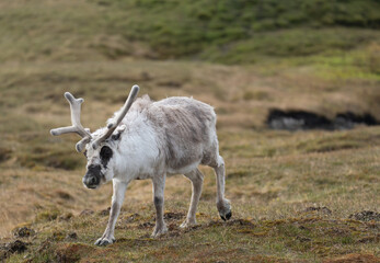 Svalbard reindeer (Rangifer tarandus platyrhynchus) at Alkhornet, Svalbard, Norway © Angela