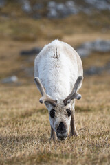 Svalbard reindeer (Rangifer tarandus platyrhynchus) grazing at Alkhornet, Svalbard, Norway © Angela