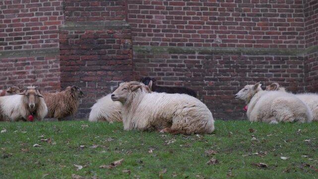 A herd of thick-fleece heath sheep rests calmly on a green grassy slope with scattered autumn leaves, positioned in front of an old weathered brick building wall.