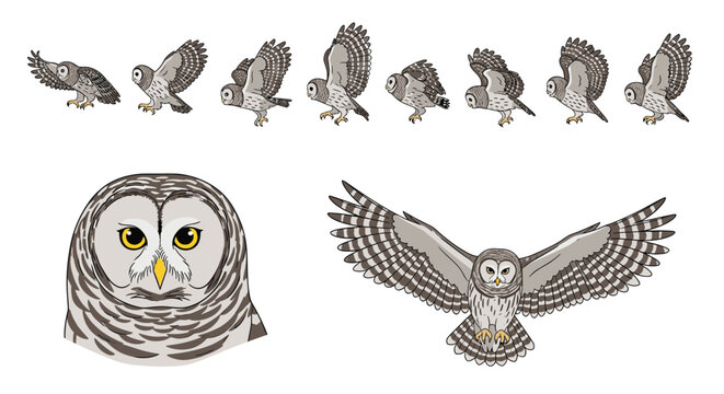 Barred Owl