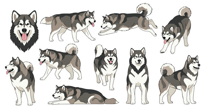 Diverse illustrations of alaskan malamute dogs in various active and resting poses including running, walking, and sitting.