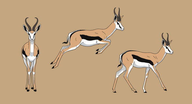 Illustrations of a springbok gazelle in three different positions including standing, running, and jumping on a tan background.