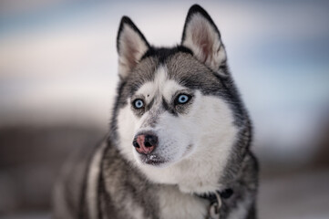 A captivating close-up of a Siberian Husky's face, highlighting its striking blue eyes and distinctive gray and white fur, posing regally on a blurry snowy background, radiating grace and tranquility. © Valetonchik