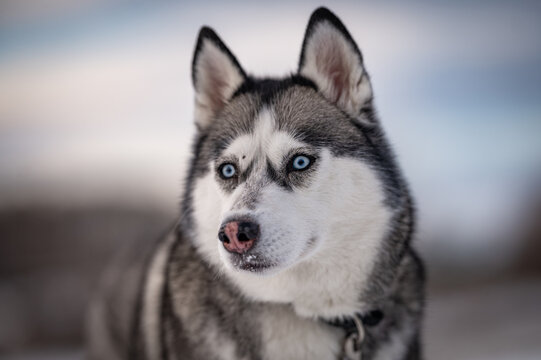 A captivating close-up of a Siberian Husky's face, highlighting its striking blue eyes and distinctive gray and white fur, posing regally on a blurry snowy background, radiating grace and tranquility.