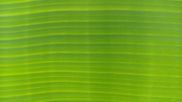 Banana leaf texture background with parallel veins and natural patterns. Natural abstract background with ample copy space, perfect for background, wallpaper, text overlay and design elements