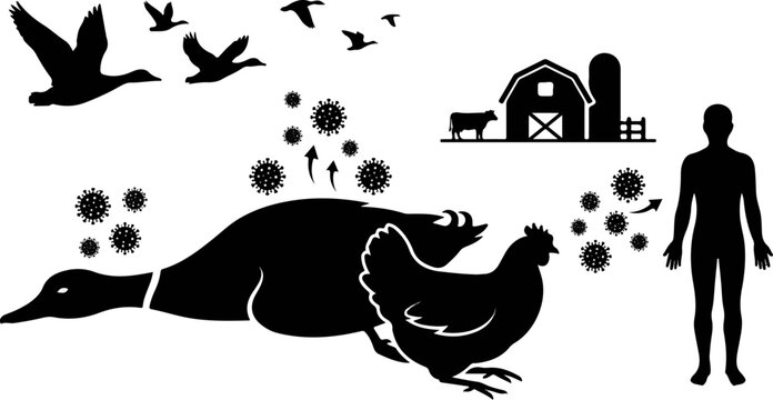 lassa fever transmission and symptoms medical infographic silhouette vector set