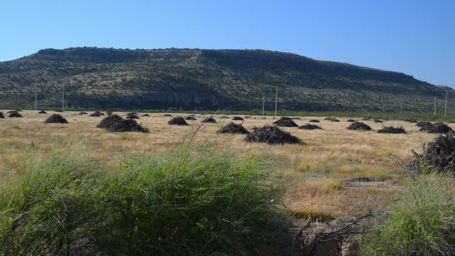 Texas. The landscape shows a land management project, such as one intended to improve habitat by removing encroaching vegetation