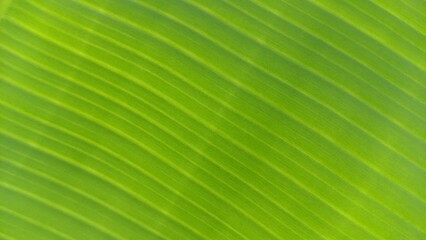 Green banana leaf texture background. Organic abstract background with natural parallel lines pattern and ample copy space. Perfect for background, wallpaper, text overlay and graphic design © Arif