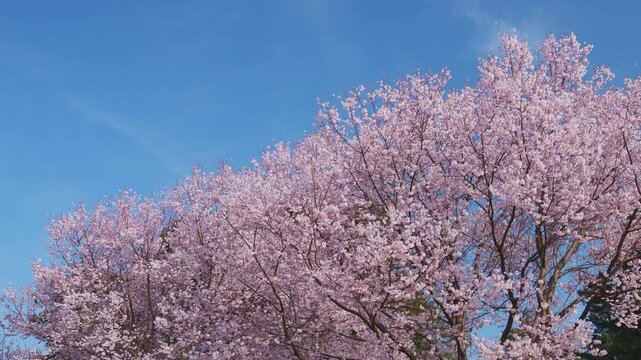 微かに揺れる桜の木