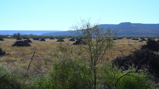 Texas. The landscape shows a land management project, such as one intended to improve habitat by removing encroaching vegetation
