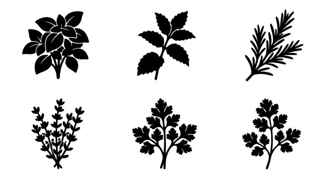 Premium Culinary Herb Silhouettes: Basil, Mint, Rosemary, Thyme, Parsley Collection, Vector Icons for Food and Cooking Graphics