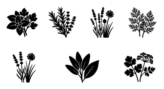 Premium Herbal Vector Icons Set: Culinary Herbs, Aromatherapy Plants, Botanical Illustrations for Design