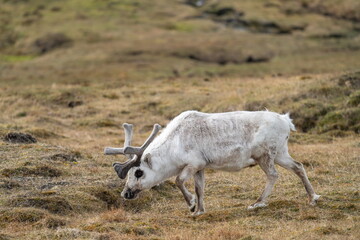 Svalbard reindeer (Rangifer tarandus platyrhynchus) at Alkhornet, Svalbard, Norway © Angela