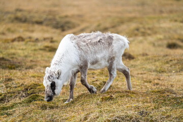 Svalbard reindeer (Rangifer tarandus platyrhynchus) calf grazing at Alkhornet, Svalbard, Norway © Angela