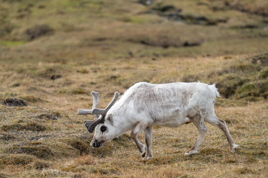 Svalbard reindeer (Rangifer tarandus platyrhynchus) at Alkhornet, Svalbard, Norway