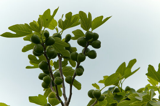 Ficus carica tree branch with green unripe figs and lush green leaves against a cloudy sky background showcasing the growth stage of the fruit