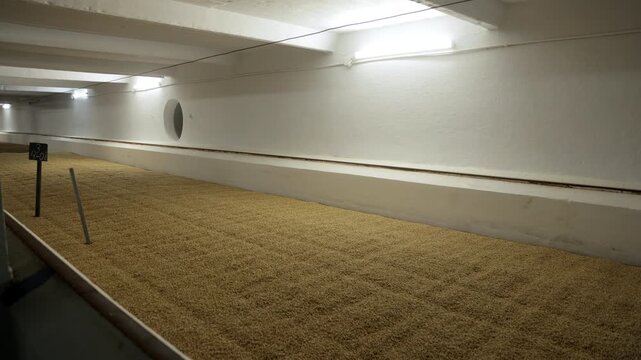 Malted barley grains stirred by a mechanical plough