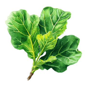 Watercolor Fig Leaf vector, artistic painting style, high-resolution illustration on a pure white background.