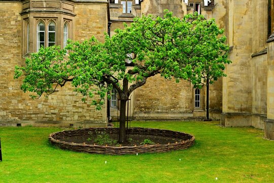 Young courtyard tree supported by metal brace in historic architecture