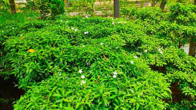 Lush Green Crepe jasmine Ornamental Shrubs Covering a Natural Garden Landscape With Fresh Foliage Texture and Peaceful Outdoor Background