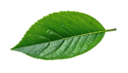 Obraz premium A vibrant green leaf with intricate vein patterns against a stark black background.