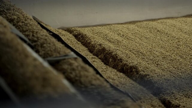 Industrial beer brewery processing malted barley grains