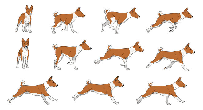 Sequential animation frames of a basenji dog running shown in eleven steps for creating smooth character motion in digital media.
