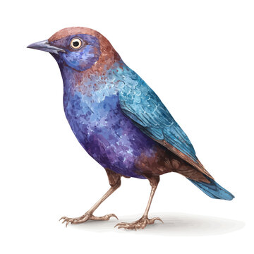 Bowerbird watercolor vector, hand-painted style, high-quality illustration isolated on white background.