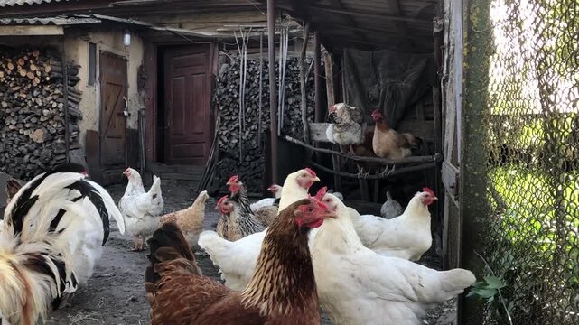 A backyard chicken coop with a rooster in the presence of several free-range hens.
