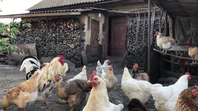 A backyard chicken coop with a rooster in the presence of several free-range hens.
