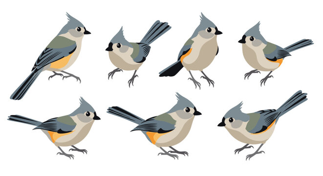 Collection of small titmouse birds in various sitting poses shows different angles and plumage colors for avian enthusiasts and artists.