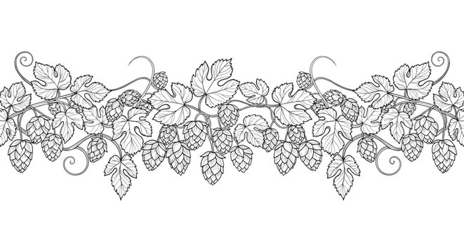 Elegant horizontal border design featuring a detailed black and white sketch of hop vines with leaves and cones for brewery branding.