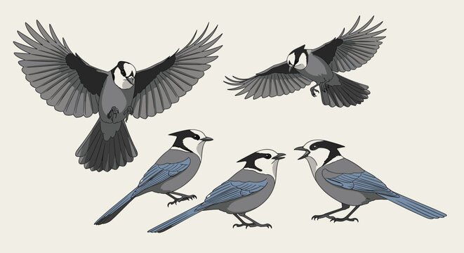 Set of blue and grey birds, possibly jays or titmice, in various active poses including flying, sitting, and calling to each other.