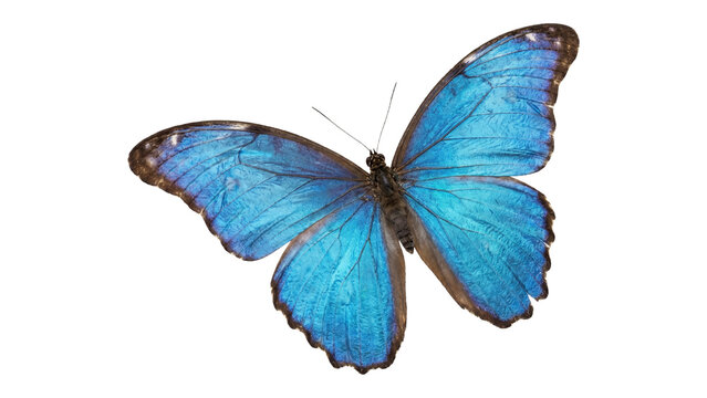 Blue morpho butterfly with open wings showing iridescent texture and patterns isolated on transparent background.