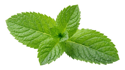 Fresh organic mint leaves bunch isolated on transparent background for culinary food photography and healthy recipes. © Png ProTeam
