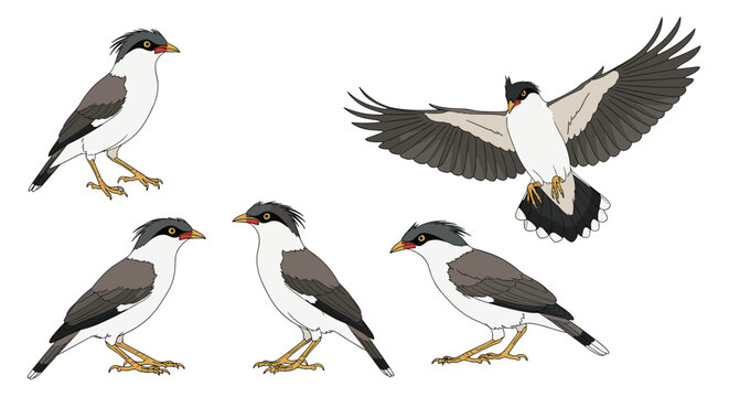 Several grey and white birds with black crests, likely lapwings, are shown in various standing and flying positions on a white background.