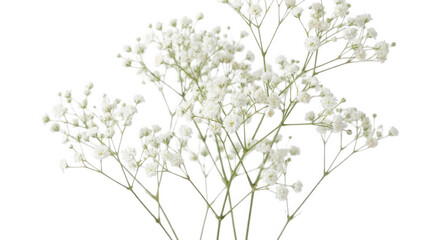 Obraz premium Delicate white baby's breath flowers in soft natural light with delicate detail isolated on transparent background