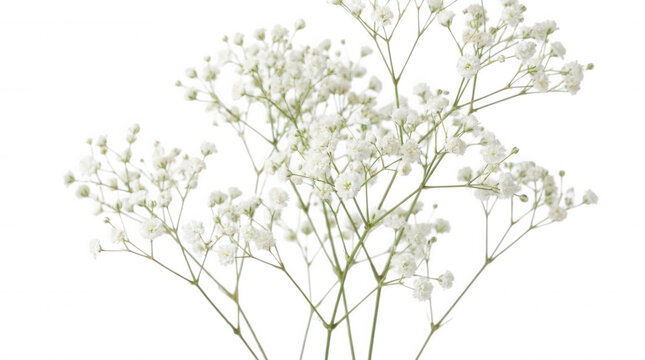 Delicate white baby's breath flowers in soft natural light with delicate detail isolated on transparent background