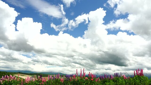 ルピナス咲く丘と夏雲