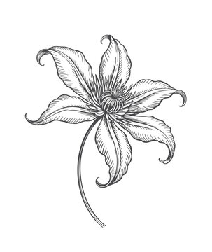 Vintage clematis floral study in detailed line engraving art.